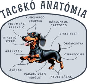 Tacskó anatómia - Vicces tacskós póló